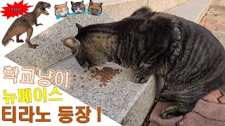 학교냥이 뉴페이스 티라노 등장 ! #cat #cute #고양이 #길냥이 #먹방