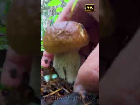 🍄 Красавцы подосиновики 🍄 Молодые белые грибы 🍄 Грибы поздней осенью 🍄 Тропа грибника 🌲🍄🍀