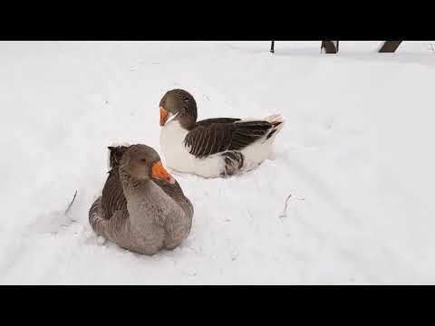 Video: Veislės ID Yra Naudingas Prieglaudos šunims