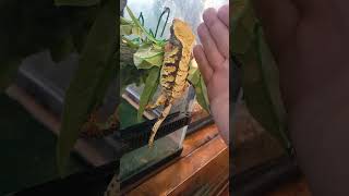 the biggest crested gecko I've ever seen the biggest crested gecko I've ever seen
