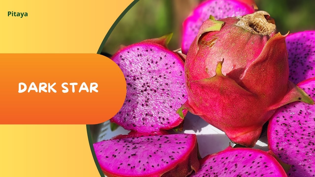 Essa Pitaya Virou a Favorita dos Pitayeiros (Dark Star)
