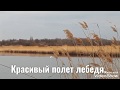 Красивый полет лебедя.Белый лебедь в дикой природе.