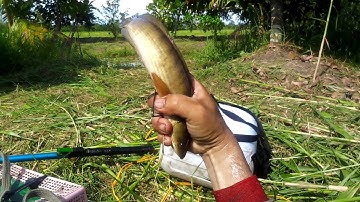 Kích cá trúng đậm cá lóc cá trê lươn trong mương vườn | kích cá miền tây 