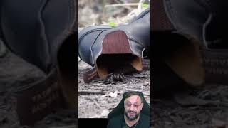 Aranha mais perigosa do mundo na botina #biologohenrique #animais #bichoesperto #biologo