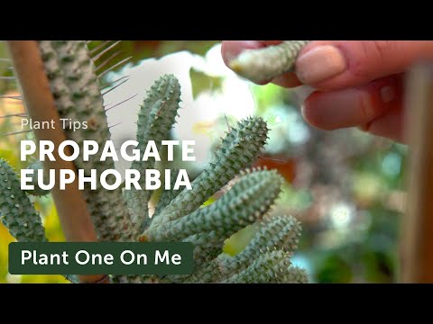 Video: Hoe Euphorbia Driehoekig Te Inoculeren?