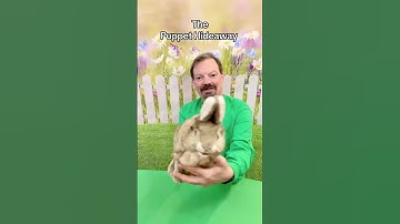 Puppet of the Day -Cottontail Rabbit made by Folkmanis Puppets -The Puppet Hideaway by Eric Thomsen