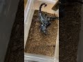 威嚇するサソリ(Srilankametrus serratus)