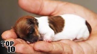 Top 10 Smallest Dogs In The World