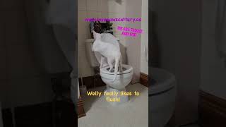 Toilet trained devon rex