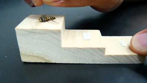 How to Make an Insect Collection: Part 9 of 11: Labeling Specimens