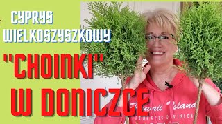 Cyprysik W Doniczce. Cyprys Wielkoszyszkowy - Gold Crest. Choinka W Doniczce - Cyprysik W Domu.