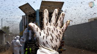 Scientists Released MILLIONS Of Tiger MOSQUITOES Into The WILD | Here’s What Happened 10 Years Later