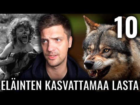 Video: Ketä sudet kasvattivat?