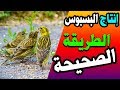 انتاج طائر البسبوس داخل المطير ( محمد ابو فتحي )