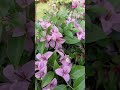 Awesome Climbing Bougainvillea Lavender!