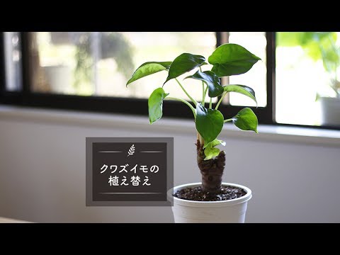 クワズイモの植え替え Lovegreenチャンネル Youtube