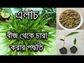 বাড়িতে রান্না করার এলাচ থেকেই চারা করার পদ্ধতি / How to grow cardamom from seeds / Queen of Spices