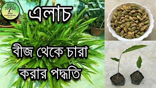 বাড়িতে রান্না করার এলাচ থেকেই চারা করার পদ্ধতি / How to grow cardamom from seeds / Queen of Spices