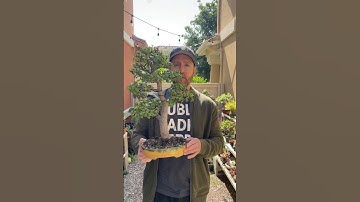 How to fertilize bonsai trees #bonsai #bonsaitree #howtobonsai #gardening #plants #jadebonsai