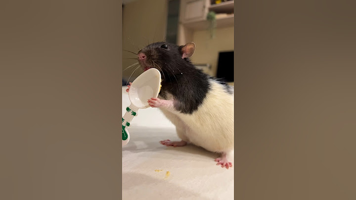 Как же он вырос😱 #крысы #rat #декоративныекрысы #animal #домашниекрысы