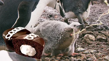 ¿Las cacas de los pingüinos son rosas?