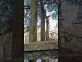 #shorts #short #shortvideo #brasil #nature #animals #culture #zoo #beautiful #history #natural #art