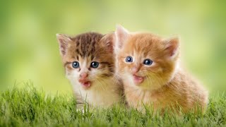 Cute kittens Fun | #catfunny #funnyvideo #tranding #youtubeshorts #youtuber #youtube #simba #bubble by MaiRa NaSir Vlogs 42 views 1 year ago 2 minutes, 1 second