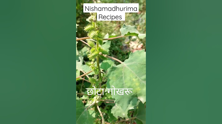 गंजे सिर पर उगेंगे नए बाल|जोड़ों का दर्द होगा जड से खत्म छोटा गोखरू के उपयोग से|Chota Dhatura|Shorts