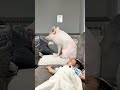 娘が生まれてから豚が人間化してます