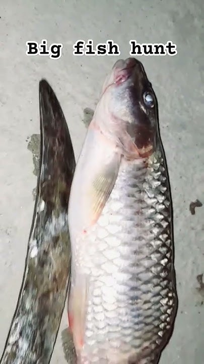 5kg fish - YouTube