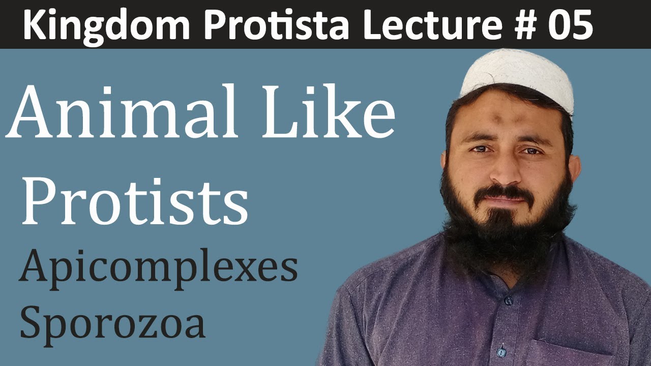 Apicomplexes|| sporozoa || Class 11 biology || lec 05 | Chemistry Ring