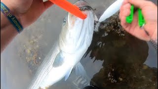 CAPE COD CANAL FISHING 2023… 5 FISH GREAT MORNING