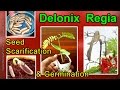 Seed Germination By Scarifying Seeds Of Delonix Regia / Royal Poinciana / Gulmohar / Flamboyant Tree