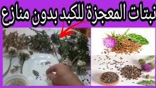 هل تعلم فوائد و طريقة تقديم زريعة الشوك البنفسجي.الكبير و الصغيرة للحسون و الكناري.(بشكل صحيح)