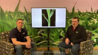 How late can you apply herbicides in corn? - Spring Training Series