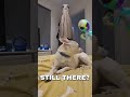 ALIEN JACKET #alien #jacket #fyp #chihuahua #comedy