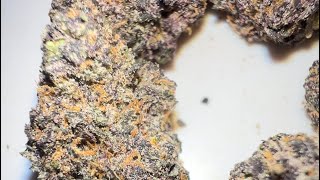 cereal milk Strain : StrainAfterStrain review