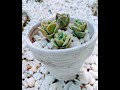 Lovely rose propagation from leaves one of the easiest succulents to propagate with 90 success