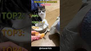 #CatLife #PetLife #FurBaby #HouseCat #PetVideos