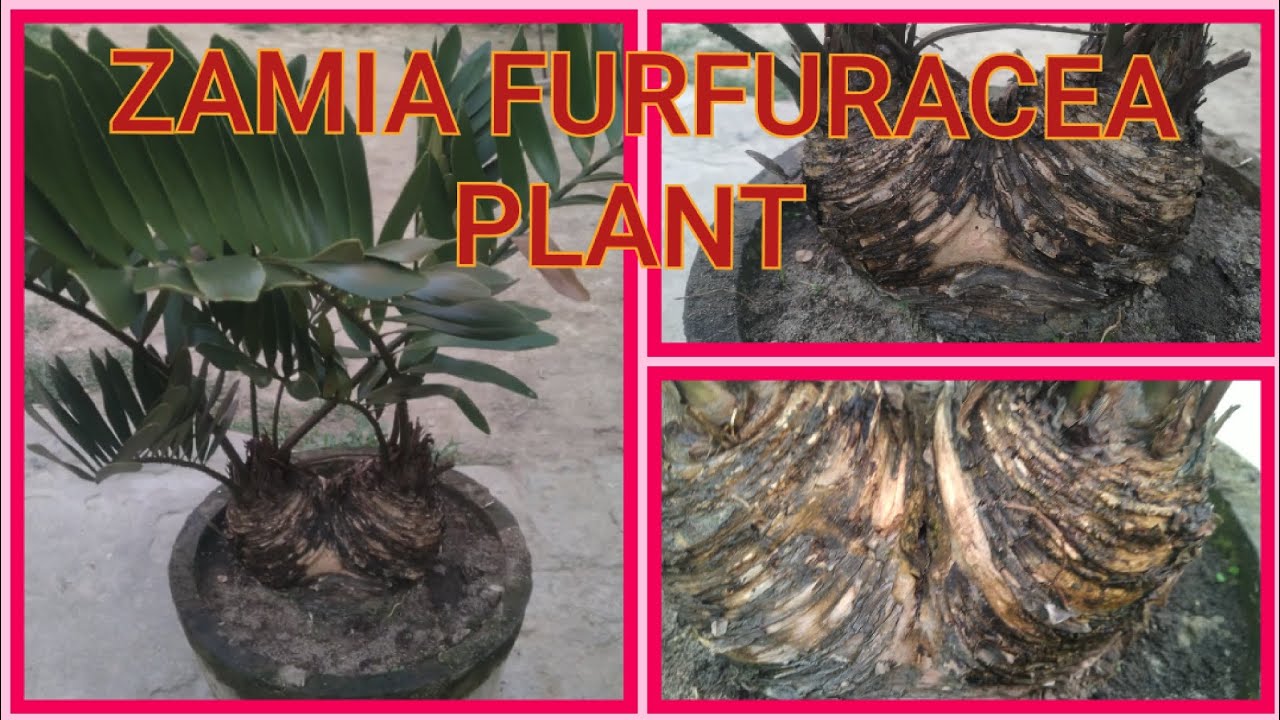 ZAMIA FURFURACEA PLANT REPORTING.