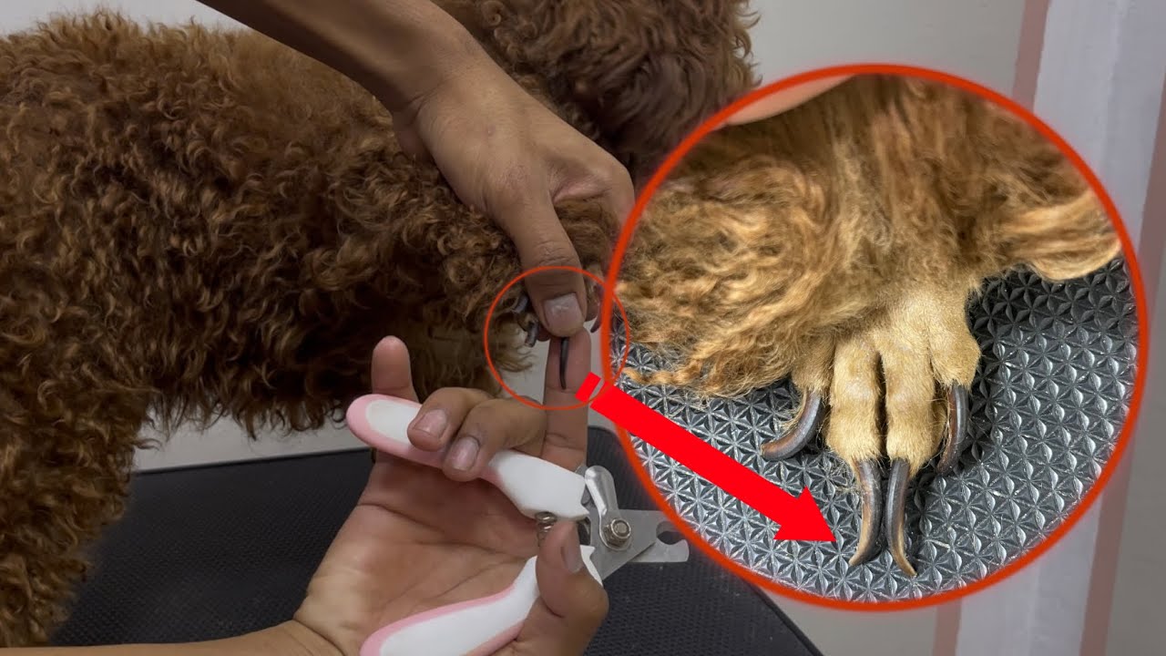 Cut nails dog poodle.