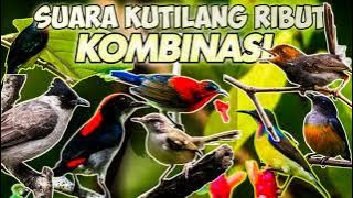 SUARA KUTILANG RIBUT KOMBINASI BURUNG KECIL