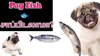 Can dog eat fish🐟🐟 | can pug eat fish | #dogs #puppy by Scooby Veedu 476 views 6 months ago 5 minutes, 31 seconds