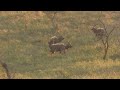 Hunting Nyala in South Africa