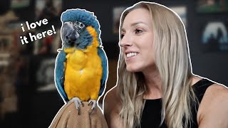 Getting a Macaw for My Macaw... How's it going? (AN UPDATE)