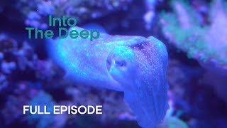 Humboldt Squid Communicate with Light | Into The Deep | BBC Earth