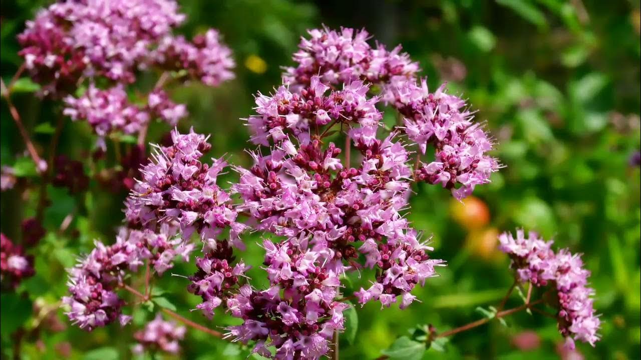 Душица обыкновенная лекарственные растения. Значение душицы. Значение душицы. Душица обыкновенная. Душица обыкновенная (oríganum vulgáre).