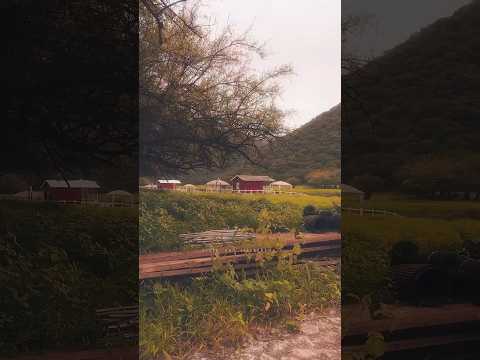 مقطع قصير لمناظر الخريف في دربات بولاية صلالة سلطنة عمان