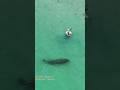 Guy with a metal detector at the beach in Florida doesn't see the manatee swimming behind him