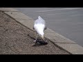 Pigeonkilling herring gull